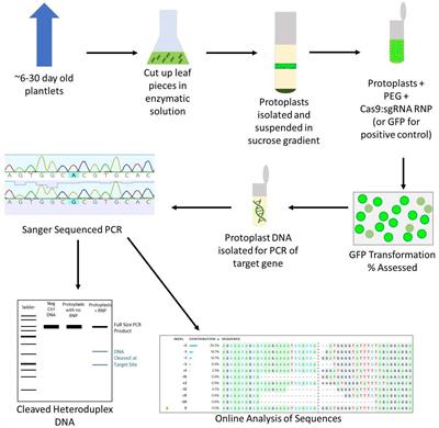 A Streamlined Protocol for Wheat (Triticum aestivum) Protoplast Isolation and Transformation With CRISPR-Cas Ribonucleoprotein Complexes